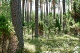 Puszcza Augustowska - 4 km