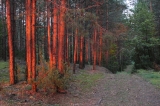 Las "Chwojniak" - 1 km