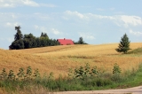 Żniwa w &quot;Małej Toskanii&quot;