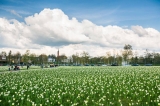 Wiosenne święto kwitnących narcyzów