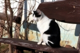 Fiki