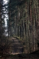 ... Chwojniak...