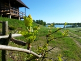 Będą winogrona