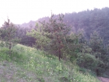 "Bieszczady"