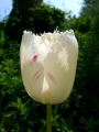 Czas tulipanów