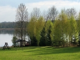Pierwsze listki brzozy