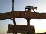 Koty Półkoty zapraszają : )