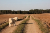 Znam drogę na pamięć, a wy?