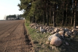 Polno - leśna krusznia