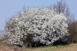 Wiosna, Wielkanoc i chrzest