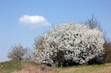 Wiosna, Wielkanoc i chrzest
