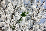 Wiosna, Wielkanoc i chrzest