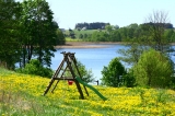 Mniszek, mniszek, wszędzie mniszek