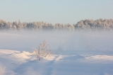 Mięta z lodem