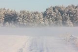 Mięta z lodem
