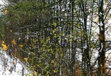 Pierwszy śnieg
