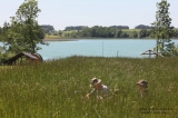 Skąpani w łące