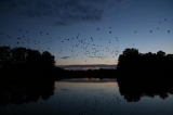 Nocne życie nad wodą