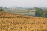Dojrzewające pola